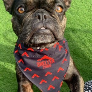 Shelter cymru branded dog bandana